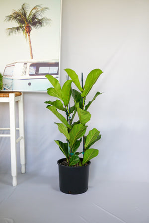 Fiddle Leaf Fig Bush | Ficus Lyrata